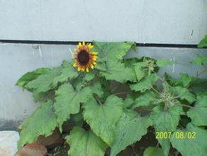 �������齫������Ƶ���й�2014��ǰհ:���Ͻ�˫������������...